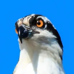 Virginia Osprey Festival in Colonial Beach