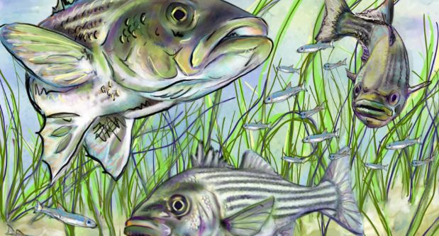 Annual Fall Rockfish Tournament