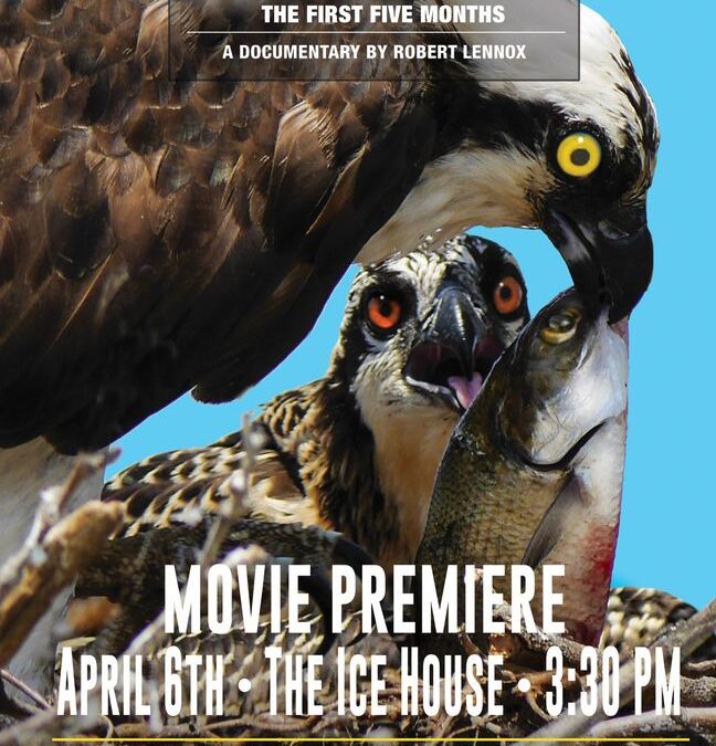 Colonial Beach Events Growing Up Osprey