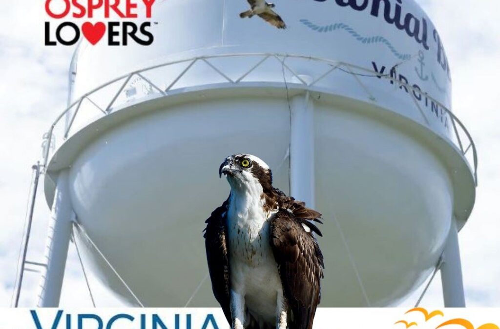 Colonial Beach Osprey Festival